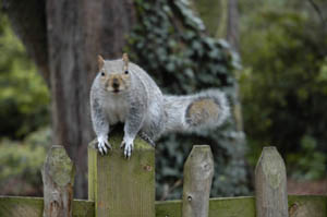 Holland Park