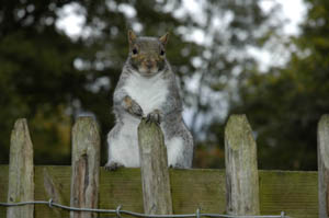 Holland Park